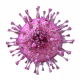 Cytomegalovirus